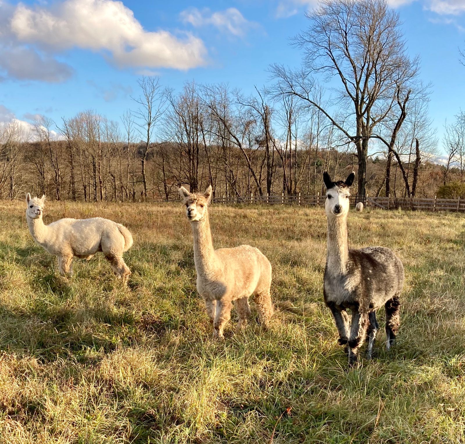 Three alpacas stand in a field. The furthest left alpaca is all-white and facing