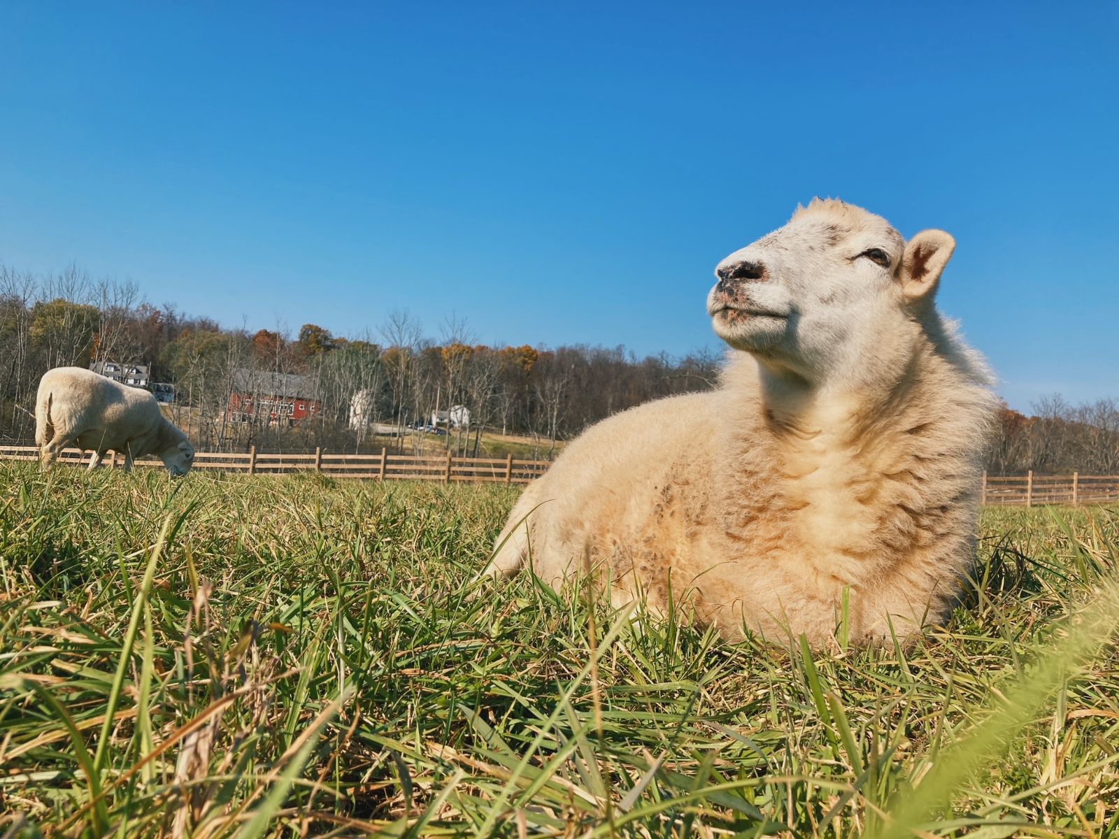 A fuzzy sheep sits in a green, grassy field. He is looking off to the left and l