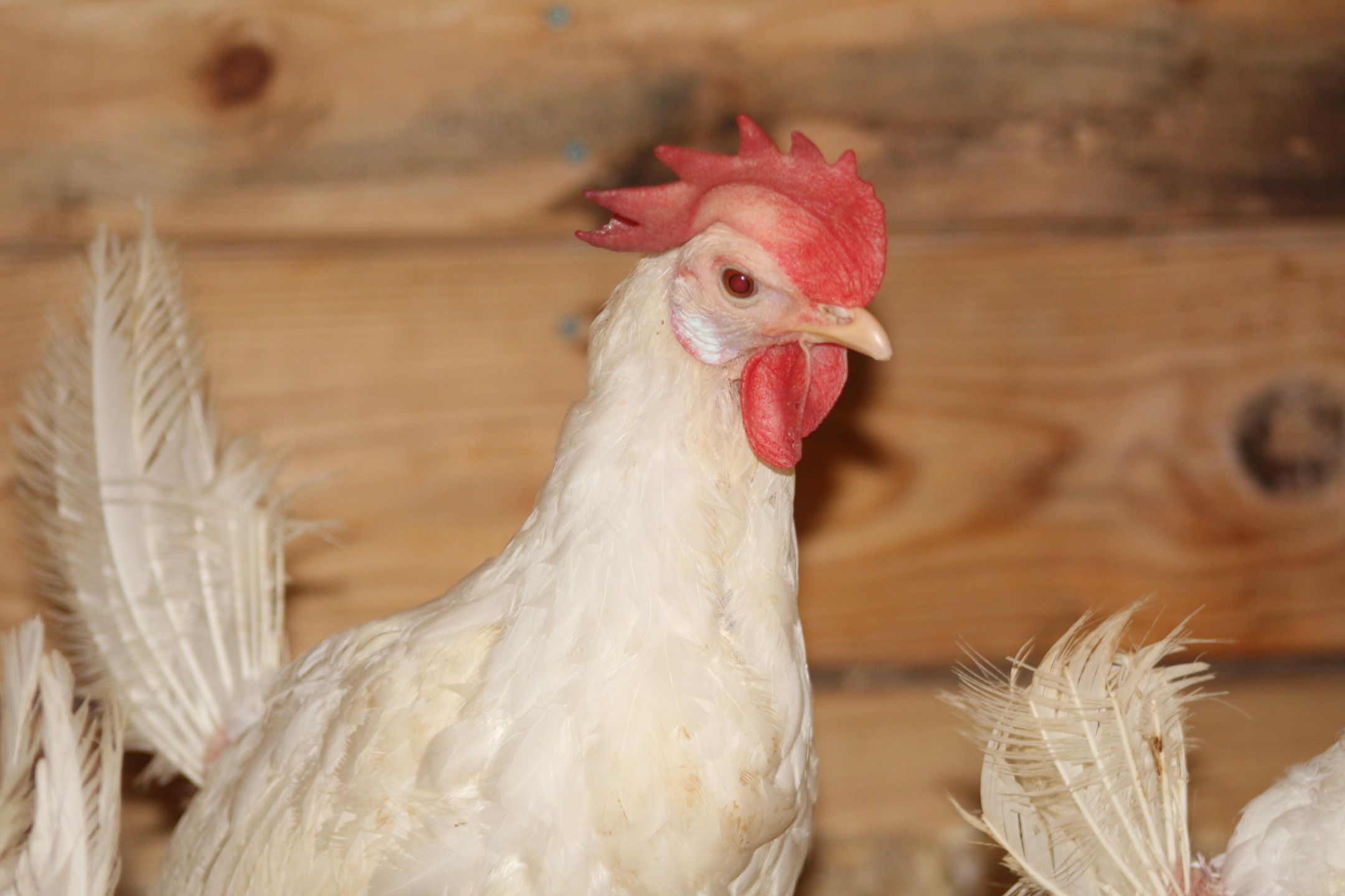 New%20Hen%201.JPG